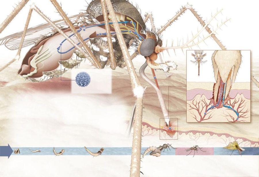 Illustration réalisée pour le magazine Science & Vie : Le moustique, propagateur d'infection.