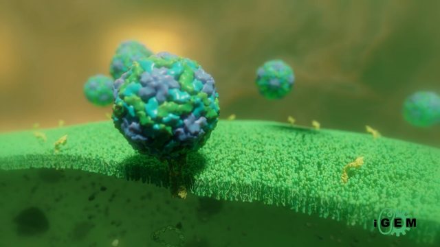 Film d'animation 3D — iGEM Aix-Marseille