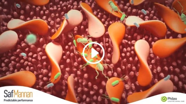 Film d'animation 3D — Phileo Lesaffre