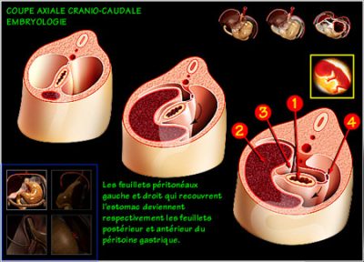 chirurgie digestives embryologie
