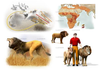 Editions Atlas - Les lions