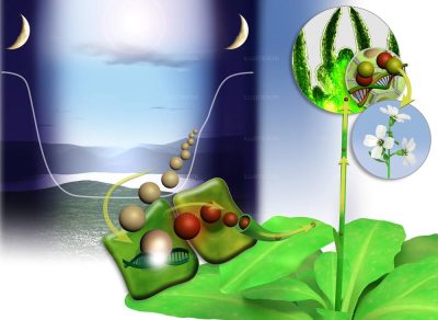 Magazine pour la Science. Le mécanisme de la floraison 2